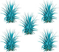 Air Plants - Tillandsia Ionantha - Organically Enhanced Color - Live Arrival Guaranteed - House Plants for Home Decor & Gift (Turquoise 5pk)
