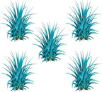 Air Plants - Tillandsia Ionantha - Organically Enhanced Color - Live Arrival Guaranteed - House Plants for Home Decor & Gift (Turquoise 5pk)