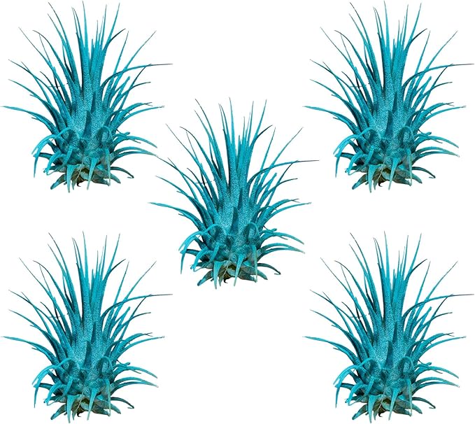 Air Plants - Tillandsia Ionantha - Organically Enhanced Color - Live Arrival Guaranteed - House Plants for Home Decor & Gift (Turquoise 5pk)