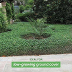 American Plant Exchange Asiatic Jasmine Minima – 6-Inch with Pot – Live Evergreen Groundcover Plant, Low Maintenance Greenery for Home, Garden Beds, or Landscape Borders