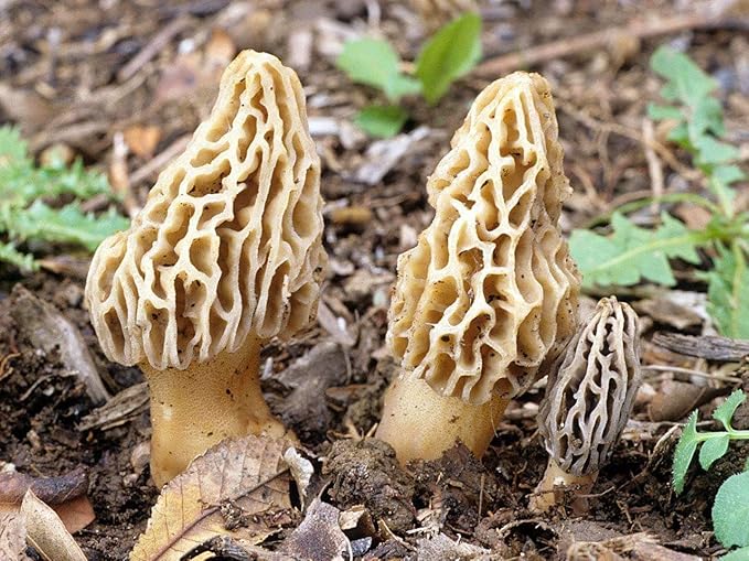 Root Mushroom Farm- Mushroom Liquid Cultures/Yellow Morel(Morchella esculenta)