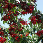 Brighter Blooms - Stella Cherry Tree, 4-5 ft. - No Shipping to AK, AZ, CA, CO, HI, ID, OR, WA