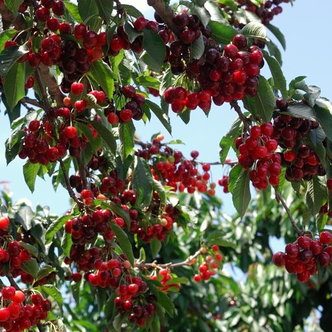 Brighter Blooms - Stella Cherry Tree, 4-5 ft. - No Shipping to AK, AZ, CA, CO, HI, ID, OR, WA