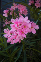 Pink Oleander Plants Pack of 3 - Live Nerium Oleander Plants for Sale 6-8" Tall, Evergreen Flowering Shrub, Container & Ground Friendly, Drought Tolerant, Year-Round Blooms