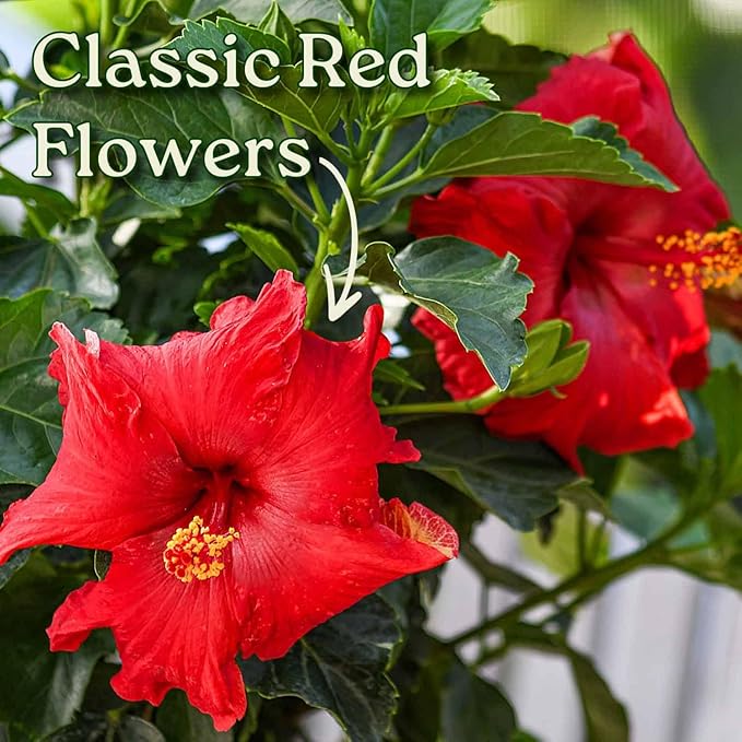 Tropical Plants of Florida - Red Hibiscus Bush Dwarf - Flowering Plants Live - 12" to 16" Overall Height - 1 Gallon Planter