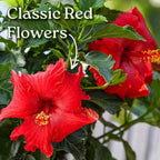Tropical Plants of Florida - Red Hibiscus Bush Dwarf - Flowering Plants Live - 12" to 16" Overall Height - 1 Gallon Planter