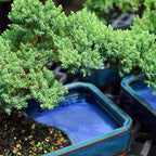 Brussel's Bonsai - Live Green Mound Juniper Bonsai Tree with Water Bonsai Pot, Outdoor Bonsai Tree Live Plant, 5 Years Old, 6-10 Inches Tall, Easy Care Bonsai for Patio Garden (Medium)