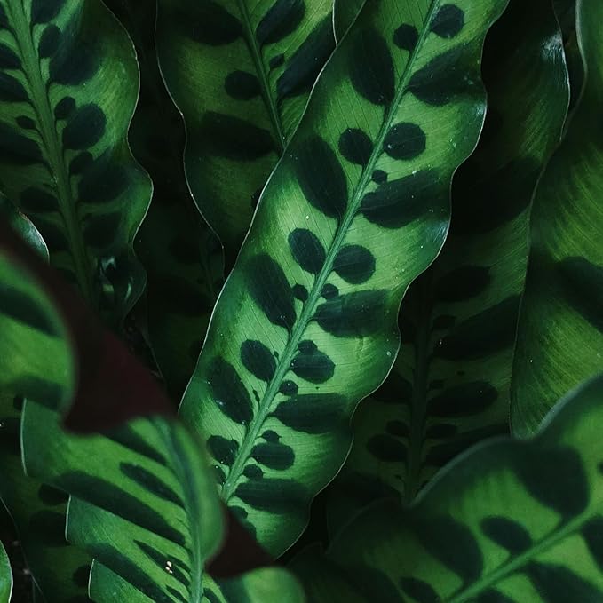 Plants for Pets Rattlesnake Plant Calathea (Lancifolia), Pet Friendly Prayer Decor in 6" White Pot, Live Houseplant Gift, Cat Safe, Decorative Desk House Plants by Plants for Pets