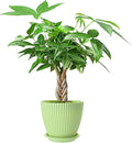 Live Plants Money Tree in 4" Green Plastic Pot, Easy to Grow Houseplant, Indoor Bonsai, Home Office Decor, Birthday Housewarming Gift