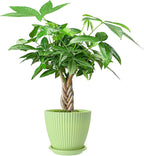 Live Plants Money Tree in 4" Green Plastic Pot, Easy to Grow Houseplant, Indoor Bonsai, Home Office Decor, Birthday Housewarming Gift