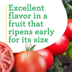 Bonnie Plants Big Beef Tomato 19.3 oz. 4-pack