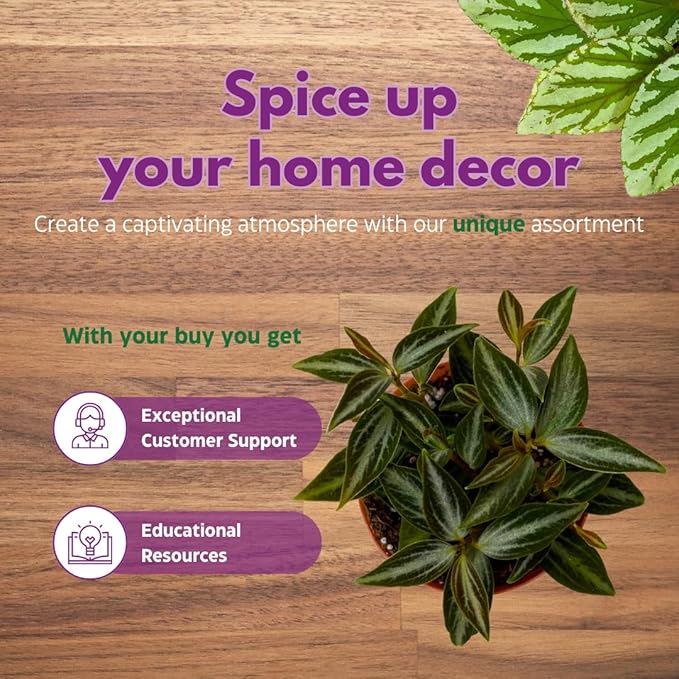 BubbleBlooms Peperomia Assortment Set of 3 in 2 inch pots