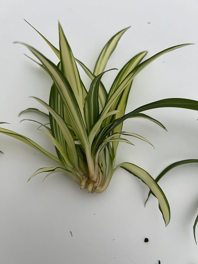 6 Pack Spider Plant Babies ~ Collectors Pack 6 Varieties ~ Airplane, Reverse, Hawaiian, Bonnie Curly, OG Green, Green Ocean - Live Starter Plants ~ Air Purifying, Low Maintenance, Easy Houseplant