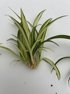 6 Pack Spider Plant Babies ~ Collectors Pack 6 Varieties ~ Airplane, Reverse, Hawaiian, Bonnie Curly, OG Green, Green Ocean - Live Starter Plants ~ Air Purifying, Low Maintenance, Easy Houseplant