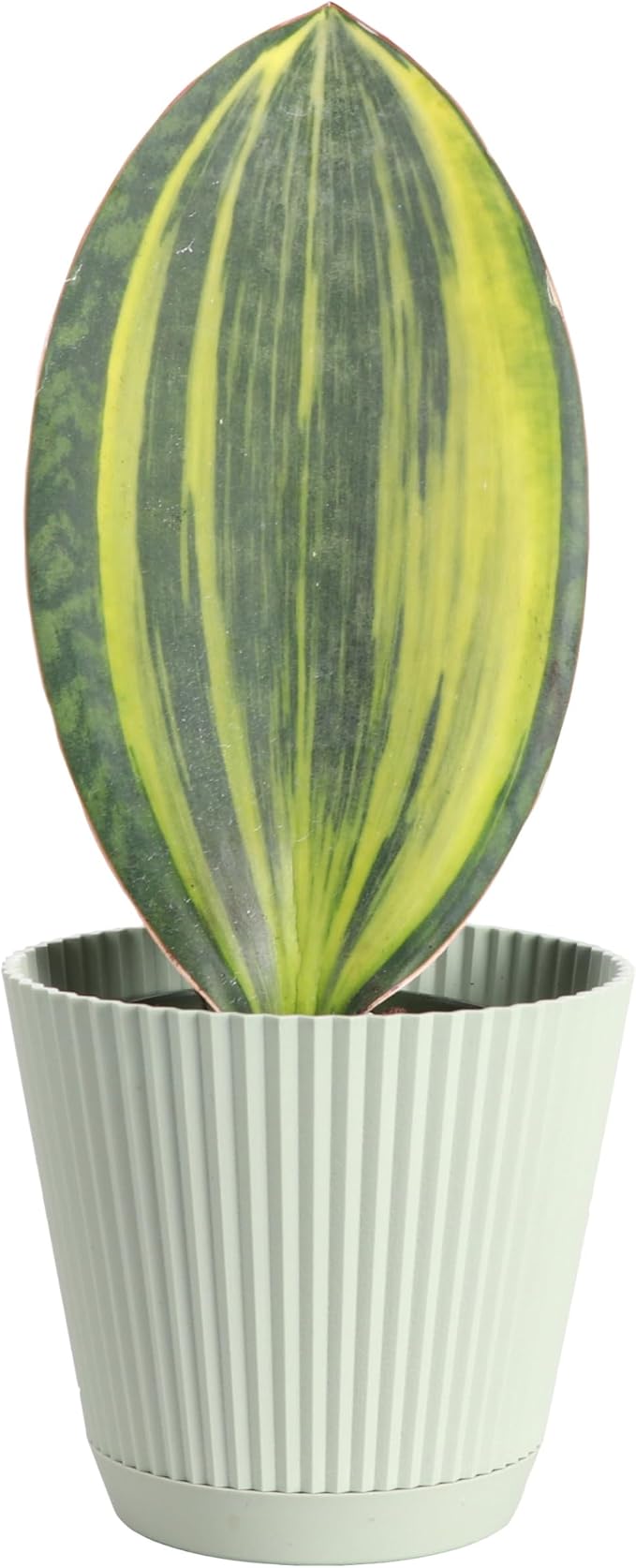 Thorsen's Greenhouse Live Variegated Whale Fin Snake Plant, Low Light, Collector Houseplant, 4-inch Diameter Mature Plant (Sage)