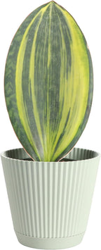 Thorsen's Greenhouse Live Variegated Whale Fin Snake Plant, Low Light, Collector Houseplant, 4-inch Diameter Mature Plant (Sage)