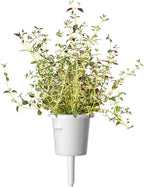 Click and Grow Smart Garden Thyme Plant Pods, 9-Pack