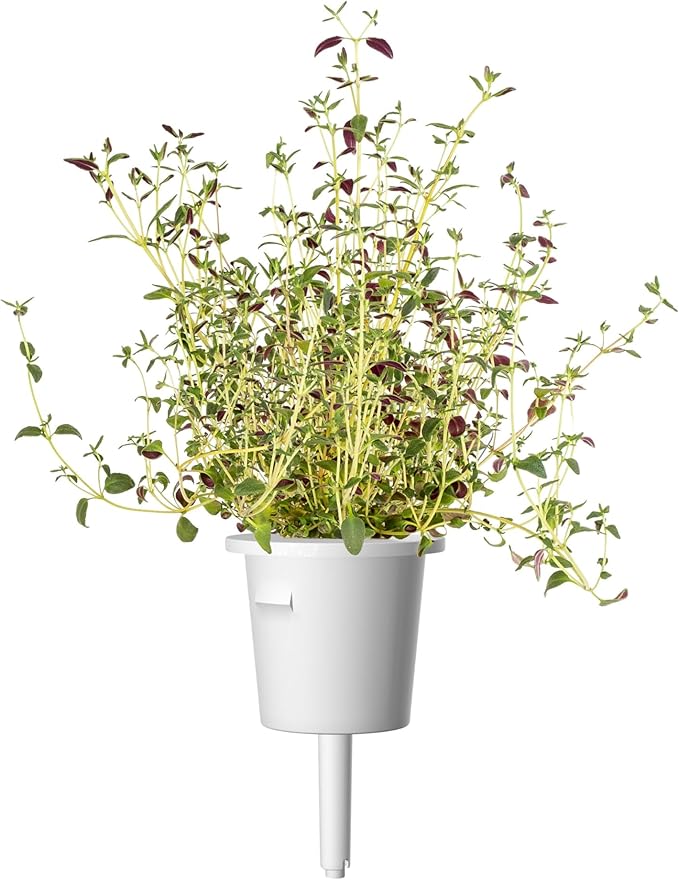Click and Grow Smart Garden Thyme Plant Pods, 9-Pack