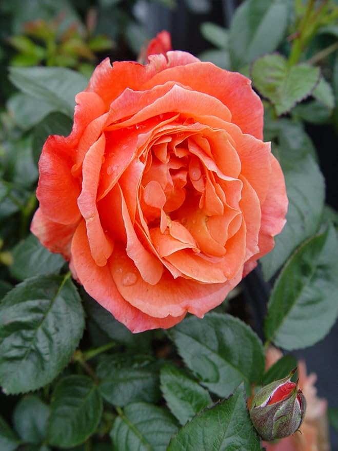 Rosa Livin' Easy (Rose) Rose, orange flowers, #3 - Size Container