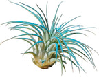 Rainforest Grown 3 Pack Ionantha Air Plants Assorted Sizes Color Pop Enhanced Coloring - Live Tillandsia - 1 to 3 inches Succulents 30 Day Guarantee