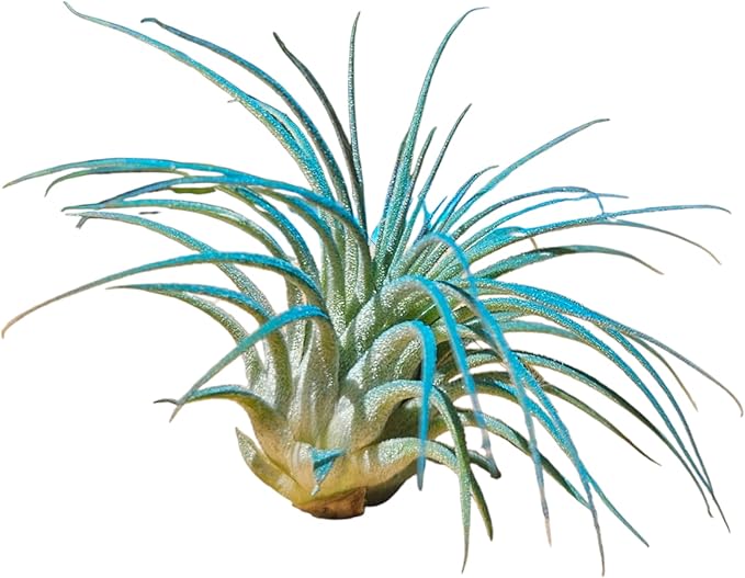 Rainforest Grown 3 Pack Ionantha Air Plants Assorted Sizes Color Pop Enhanced Coloring - Live Tillandsia - 1 to 3 inches Succulents 30 Day Guarantee