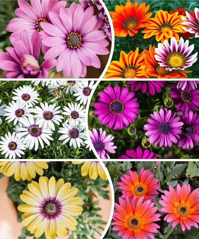 African Daisy Seeds - 50 Pcs Mix Osteospermum Perennial Flower Seeds for Planting Outdoors with Long-Lasting Blooms,