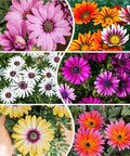 African Daisy Seeds - 50 Pcs Mix Osteospermum Perennial Flower Seeds for Planting Outdoors with Long-Lasting Blooms,
