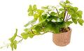 Hanging Clover Leaf Faux Plant 9'' Cascading Artificial Greenery in Rustic Diamond Textured Pot Lifelike Indoor Fake Plant for Farmhouse Kitchen, Entryway, or Bookshelf