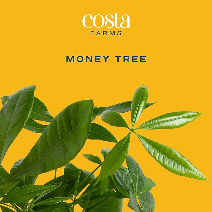 Costa Farms Money Tree Live Plant in Decorative Pot, Easy to Maintain, Air Purifying Braided Indoor Houseplant, Home, Room, or Office Decor, House Warming or Birthday Gift, 12-16 Inches Tall