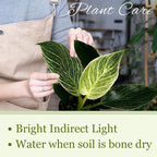 Philodendron Birkin Live Plant in 4" Pot - Philodendron Plant Live Easy to Care and Grow - Indoor Air Purifying Houseplants for Home Office Wedding Decor & Birthday Gift (Heat Pack Included)