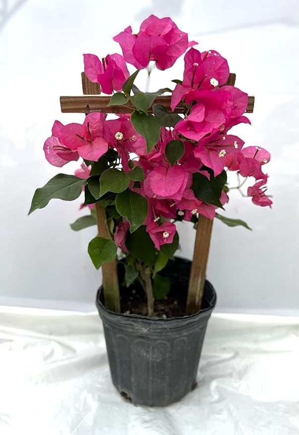 16" Tall Pink Bougainvillea Live Well Established Plant in 6" Pot with Wood Trellis Bright Colors Flowering Vine Indoor/Outdoor Perennial/Annual Tropical