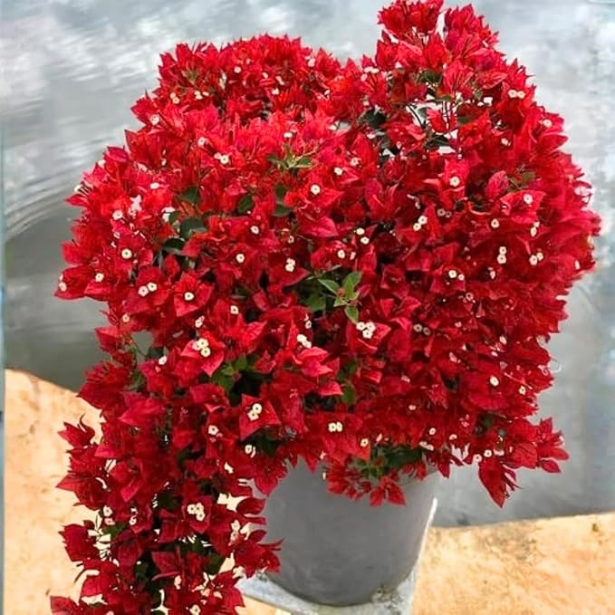 2 Bougainvillea Live Plants, Tropical Bougainvillea Flowering Vine, Fast Growing Outdoor and Container Plant, 4-8'' Tall (Doubel Red Blooms)