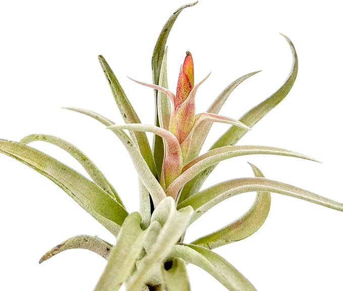 ragnaroc Air Plants - Flowering Tillandsia Harrisii, Large 3-5" - 2ct - Live Arrival Guaranteed - House Plants for Home Decor & Gift