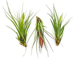 Air Plants - Flowering Tillandsia Melanocrater Tricolor, Large 5" - 3ct - Live Arrival Guaranteed - House Plants for Home Decor & Gift