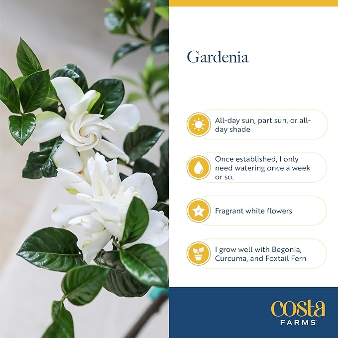 Costa Farms Gardenia Live Plant in 10-Inch Pot – Fragrant Live Flowering Shrub with Glossy Green Foliage | Indoor or Outdoor Use | Perfect for Patios, Entryways, and Gifts