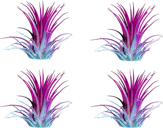 Air Plants - Tillandsia Ionantha - Organically Enhanced Color - Live Arrival Guaranteed - House Plants for Home Decor & Gift (2 Tone 4pk) (2 Tone 4pk Hydrangrea)