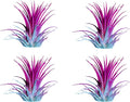 Air Plants - Tillandsia Ionantha - Organically Enhanced Color - Live Arrival Guaranteed - House Plants for Home Decor & Gift (2 Tone 4pk) (2 Tone 4pk Hydrangrea)