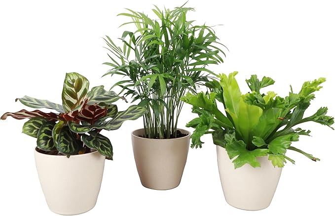Thorsen's Greenhouse Live Pet Friendly Indoor Houseplants, Live Plants, Safe for Pets, 4" Diameter Pot, 3-Pack (Natural)