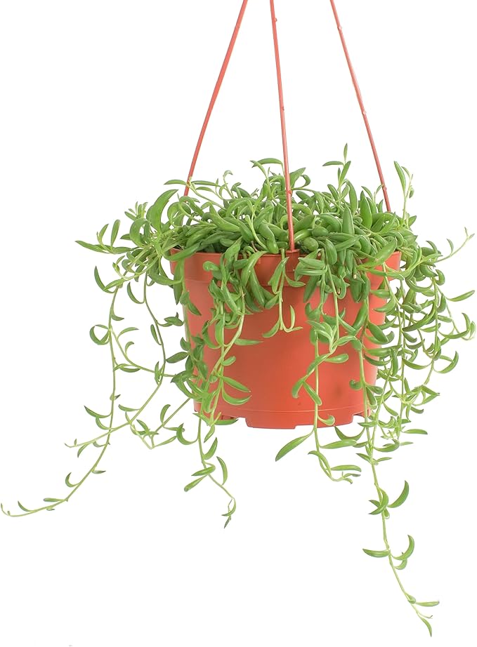 Shop Succulents String of Bananas Hanging Succulent, Fully Rooted Live 6" Succulent Plant with Hanger, Low Maintenance Indoor Plant, Trailing Succulents, Gift & Garden