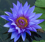 Live Hardy Water Lily Tubers Rhizomes Bulb Seed Nymphaea Aquatic Pond Plants Water Gardens Pre-Grown Flower in White Pink Red Yellow Orange Blue Purple (1, Cuts Asst Hardy Lily)