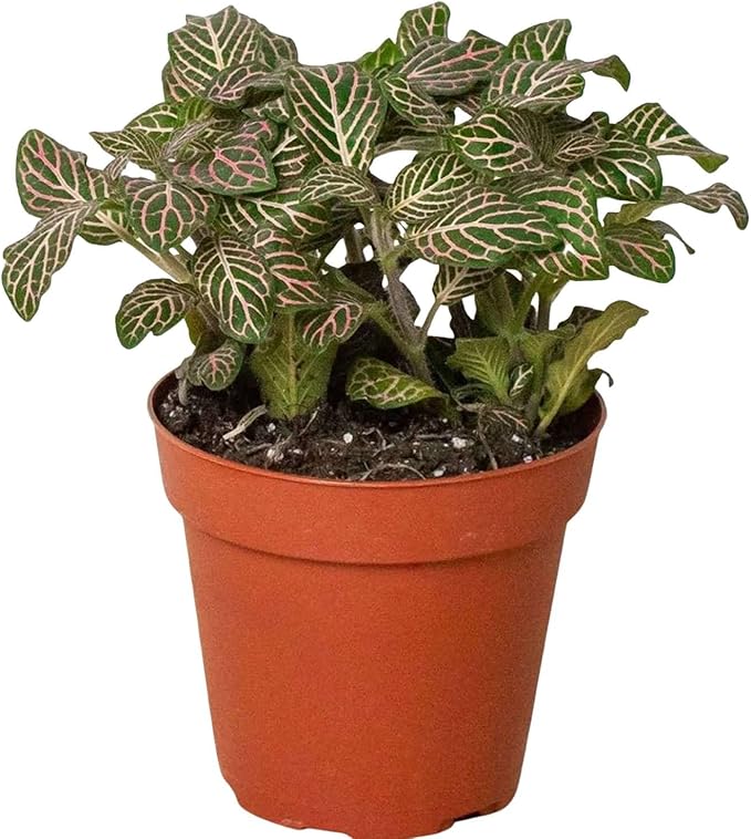 Fitonia Pink Live Plant for Indoor | Different Houseplants in 4'' & 6'' Pot | Real House Plant for Living Room, Office, Desk & Bathroom | [Common Plant Names]