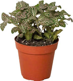 Fitonia Pink Live Plant for Indoor | Different Houseplants in 4'' & 6'' Pot | Real House Plant for Living Room, Office, Desk & Bathroom | [Common Plant Names]
