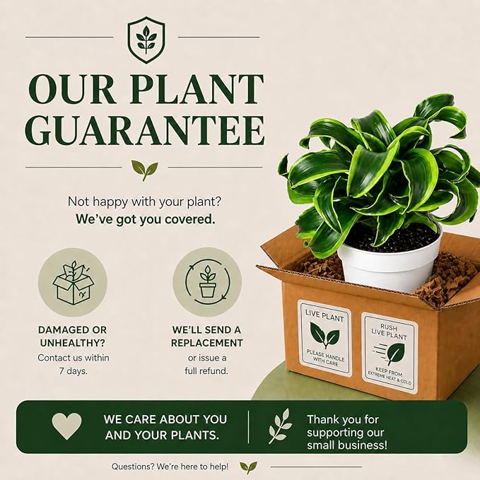 Dracaena Tornado Live Plant, Low Light Tolerant Dracaena Plant Live, Air Purifying Plants Live Houseplants, Beginner Friendly House Plants for All Indoors Spaces