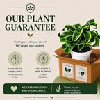 Dracaena Tornado Live Plant, Low Light Tolerant Dracaena Plant Live, Air Purifying Plants Live Houseplants, Beginner Friendly House Plants for All Indoors Spaces