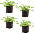 Live Citronella Geranium Plant Plugs (4-Pack), Pelargonium Citronella Scented Seedlings