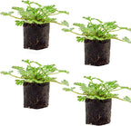 Live Citronella Geranium Plant Plugs (4-Pack), Pelargonium Citronella Scented Seedlings