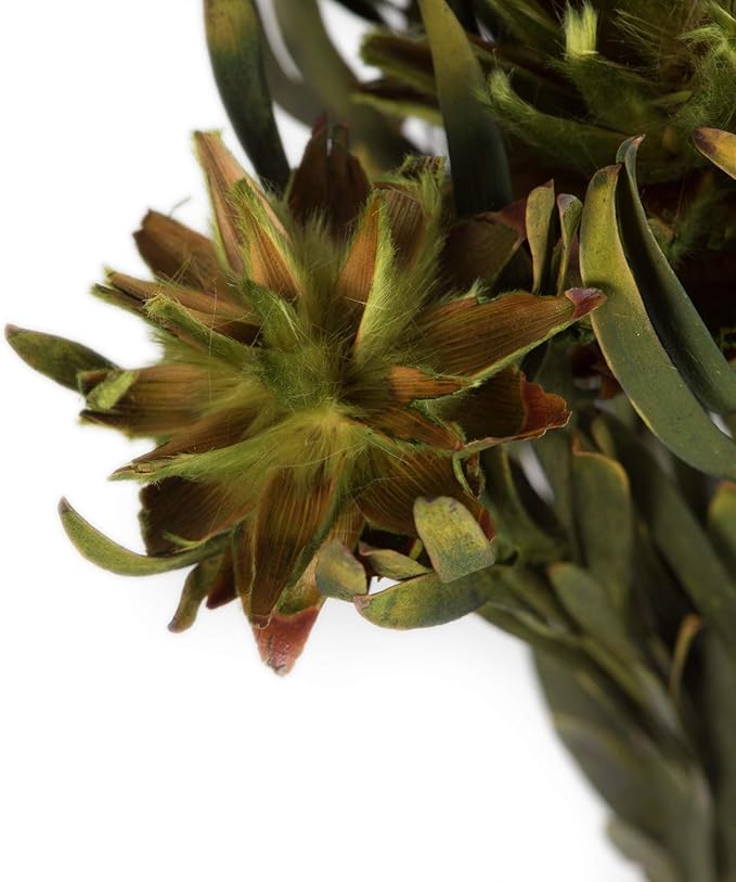 Vickerman Basil Plumosum Flower 20" Long Stem
