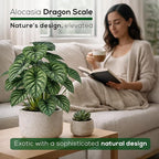Alocasia Dragon Scale (4 Pack) Live Plant, Rare Indoor Alocasia, Elephant Ear Tropical Houseplant, Textured Foliage Plant, Starter Size Alocasia Plant,Houseplant for Home Decor and Indoor Growing