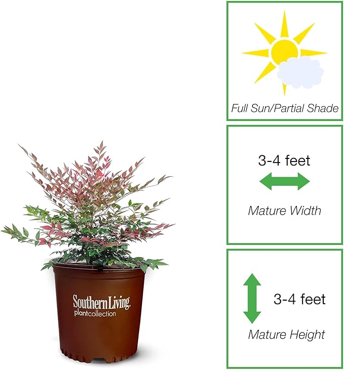 Perfect Plants Nandina Obsession from Southern Living | 1 Gallon Pot | Bright red and Green, Multi-Colored Foliage | Compact Shrub, thrives in Grow Zones 6-9