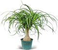 Live Ponytail Palm, Bottle Palm, Elephant Foot Tree, Rare Houseplant, Palm Tree Indoor Potted Plant, Birthday Gift, Housewarming Gift, Christmas Gift in 6" Pot